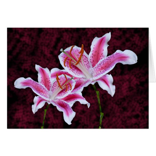 Roze en witte Stargazer Lily Sluiten Foto (Voorkant Horizontaal)