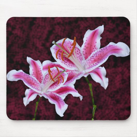 Roze en witte Stargazer Lily Sluiten Foto Muismat (Voorkant)