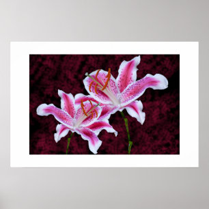 Roze en witte Stargazer Lily Sluiten Foto Poster