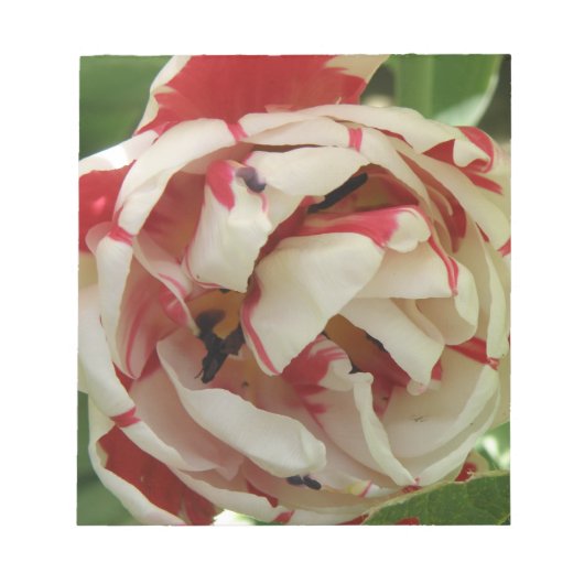 Roze en witte Tulip-laptop Notitieblok (Voorkant)