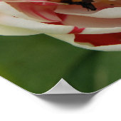 Roze en witte Tulip Print (Hoek)