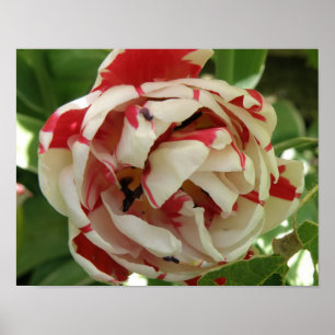 Roze en witte Tulip Print