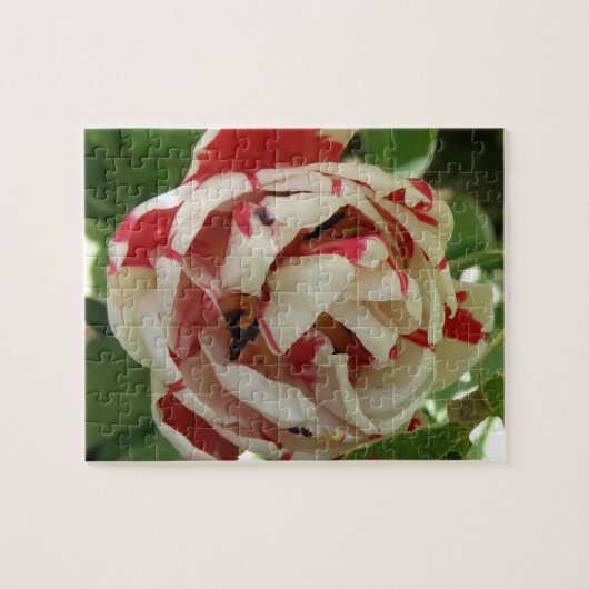 Roze en witte Tulip Puzzle Legpuzzel (Horizontaal)