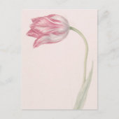 Roze en witte Tulp -  fijne kunst Briefkaart (Voorkant)