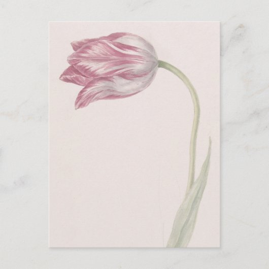 Roze en witte Tulp -  fijne kunst Briefkaart (Voorkant)