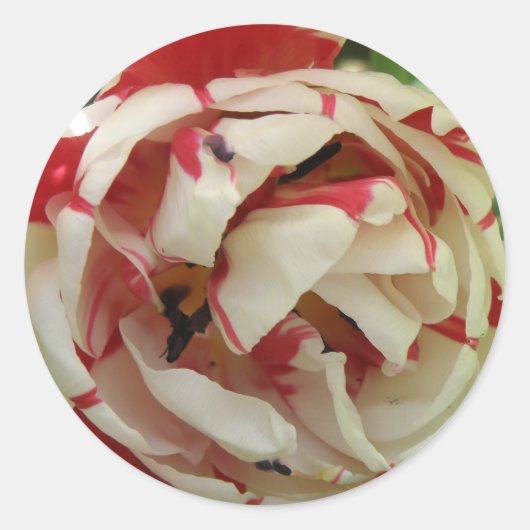 Roze en witte Tulp Sticker (Voorkant)