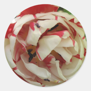 Roze en witte Tulp Sticker