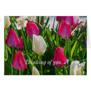 Roze en witte Tulpen die u goed denken
