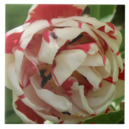 Roze en Witte Tulptegel Tegeltje (Voorkant)
