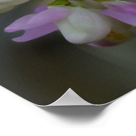 Roze en witte ventilator sluiten dicht poster (Hoek)