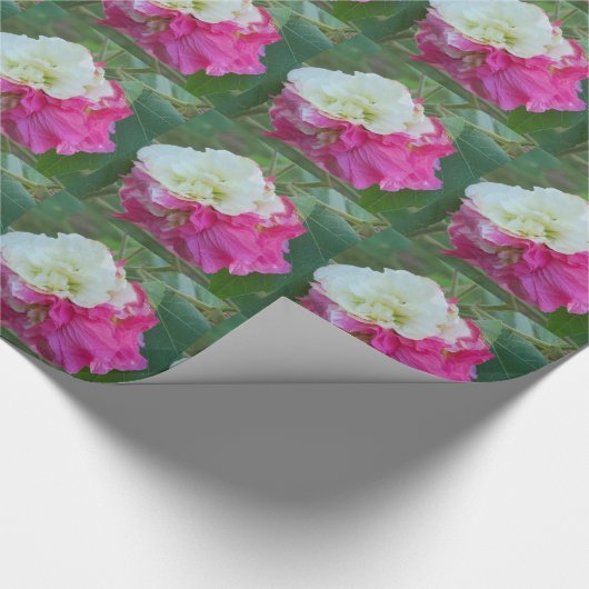 roze en witte verwisselbare hibiscus bloom cadeaupapier (Hoek)