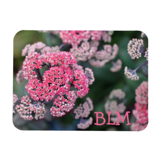 Roze en witte vlinder Stonecup Flowers Magneet (Horizontaal)