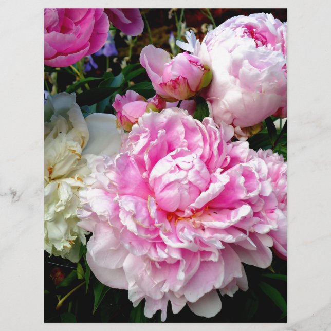 Roze en witte volken (Voorkant)