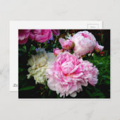 Roze en witte volken briefkaart (Voorkant / Achterkant)