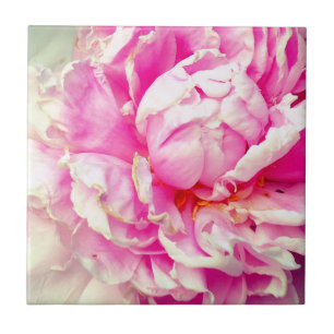 Roze en witte volken tegeltje