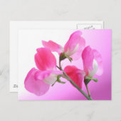 Roze en zoete erwt - voorjaarsgeur - briefkaart (Voorkant / Achterkant)