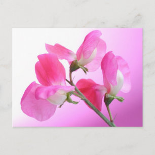 Roze en zoete erwt - voorjaarsgeur - briefkaart
