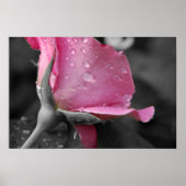 Roze en zwart Poster (Voorkant)