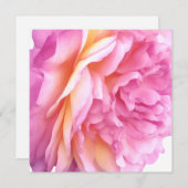 Roze Engelse Roos Bloem Bloemblaadjes Blank Feestdagenkaart (Voorkant / Achterkant)