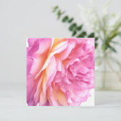 Roze Engelse Roos Bloem Bloemblaadjes Blank Feestdagenkaart (Staand voorkant)