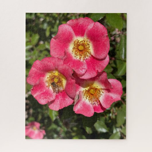 Roze Enkelbladige Struikroos, San Mateo Legpuzzel (Verticaal)