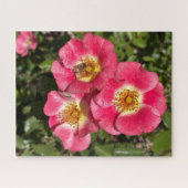 Roze Enkelbladige Struikroos, San Mateo Legpuzzel (Horizontaal)