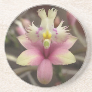 Roze Epidendrum Orchid Onderzetter