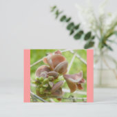 Roze erwt-achtige ventilatorBriefkaart Briefkaart (Staand voorkant)