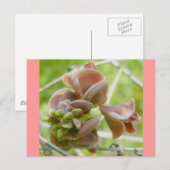 Roze erwt-achtige ventilatorBriefkaart Briefkaart (Voorkant / Achterkant)