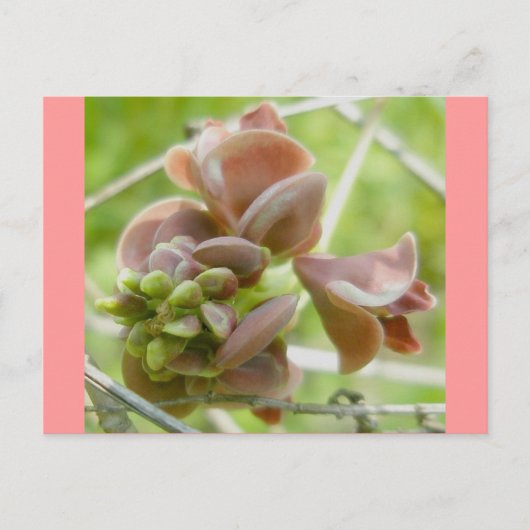 Roze erwt-achtige ventilatorBriefkaart Briefkaart (Voorkant)