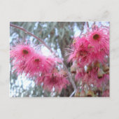 Roze Eucalyptus Flowers Briefkaart (Voorkant)