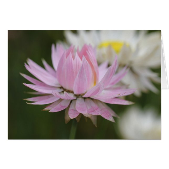 Roze Everduurzame Daisy-kaart (Voorkant Horizontaal)