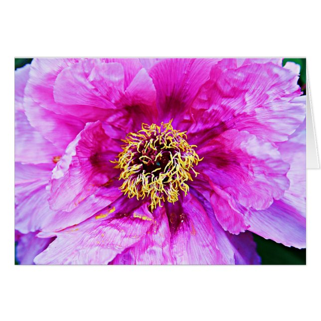 Roze explosie (Voorkant Horizontaal)