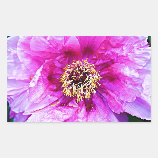 Roze explosie rechthoekige sticker (Voorkant)