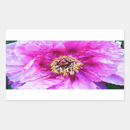 Roze explosie rechthoekige sticker