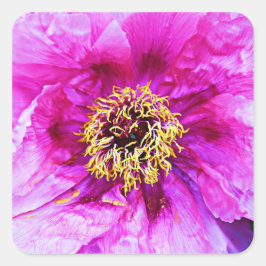 Roze explosie vierkante sticker