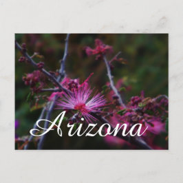 Roze Fairy Duster, Arizona briefkaart
