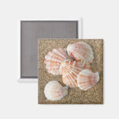 Roze Fan Shells Magneet (Voorkant / Achterkant)