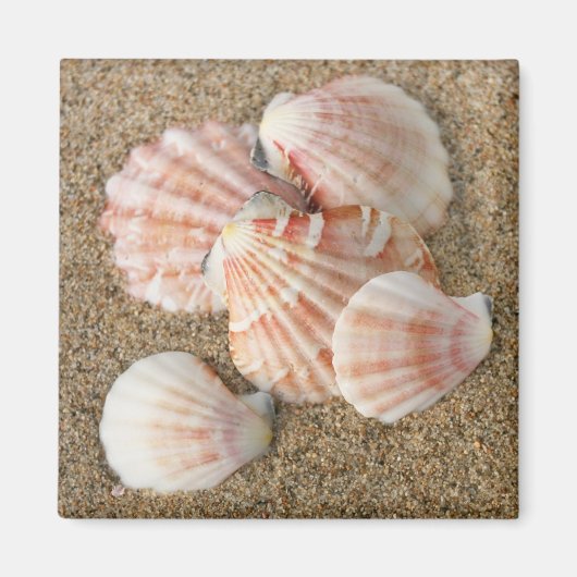 Roze Fan Shells Magneet (Voorkant)