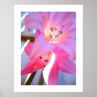Roze februari poster