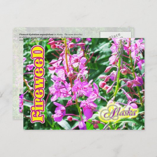 Roze Fireweed-bloemen in Alaska Briefkaart (Voorkant / Achterkant)