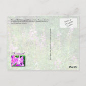 Roze Fireweed-bloemen in Alaska Briefkaart (Achterkant)
