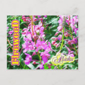Roze Fireweed-bloemen in Alaska Briefkaart (Voorkant)