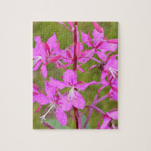 Roze Fireweed-bloemen van Alaskan in bloei