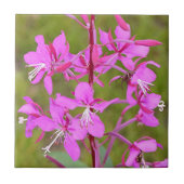 Roze Fireweed-bloemen van Alaskan in bloei Tegeltje (Voorkant)