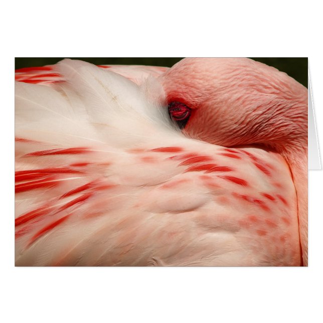 Roze Flamingo (Voorkant Horizontaal)