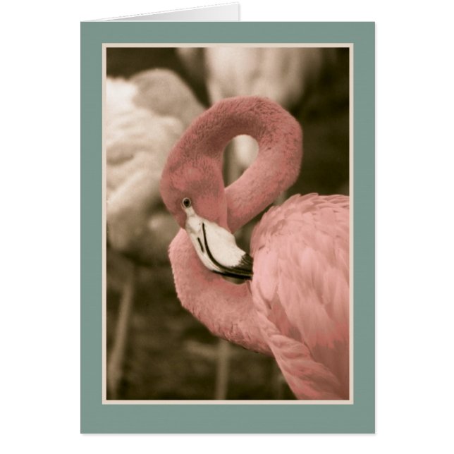 Roze Flamingo (Voorkant)