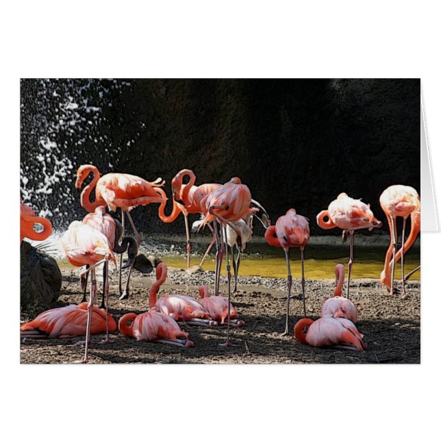 Roze Flamingo (Voorkant Horizontaal)