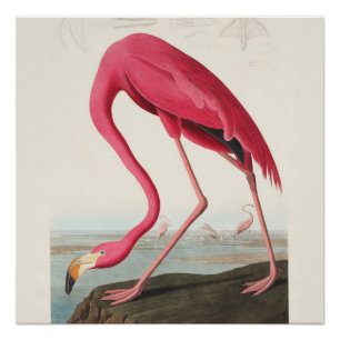 Roze Flamingo Art Perfect Poster