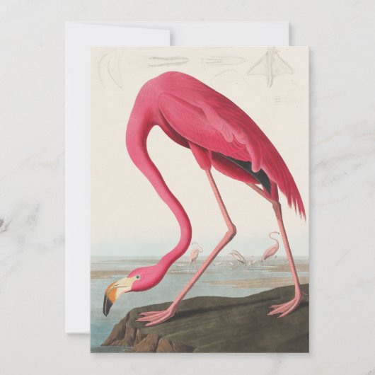 roze flamingo audubon kaart (Voorkant)